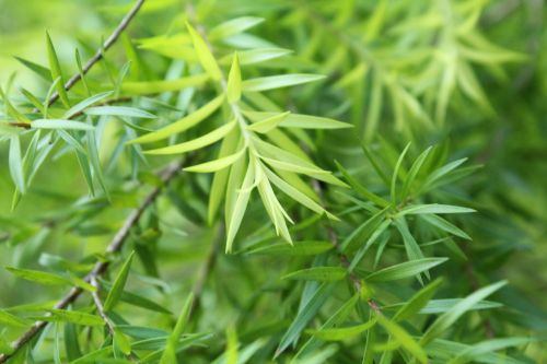 Green Leaves Background