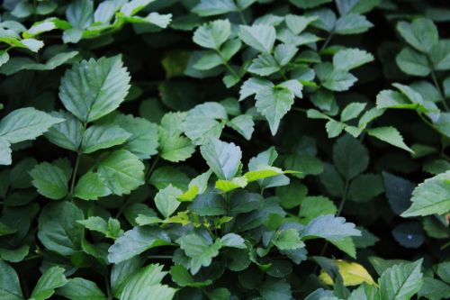 Green Leaves Background