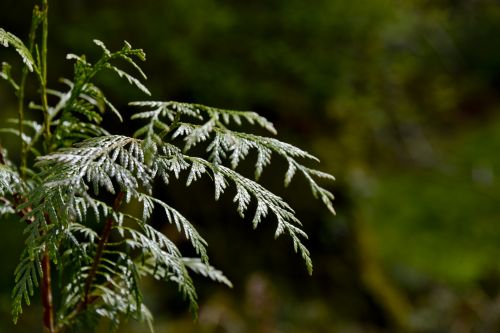 Green Leaves In A Forest