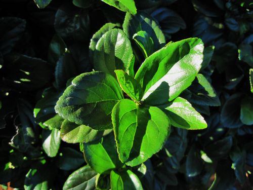 Green Leaves In Sunlight