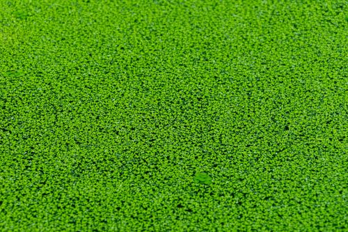 Green Leaves In Water
