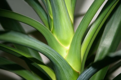 Green Leaves Of Yuka Plant