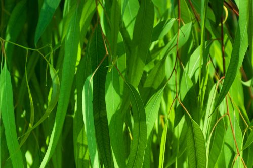 Green Leaves Pattern