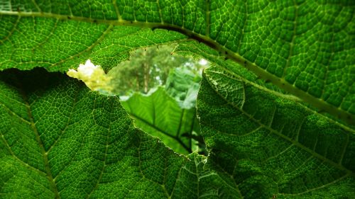 Green Leaves