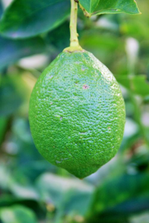 Green Lemon Fruit