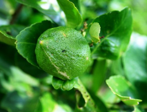 Green Lemon On Tree