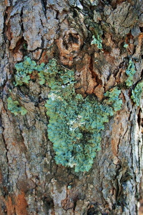 Green Lichen On Tree Trunk
