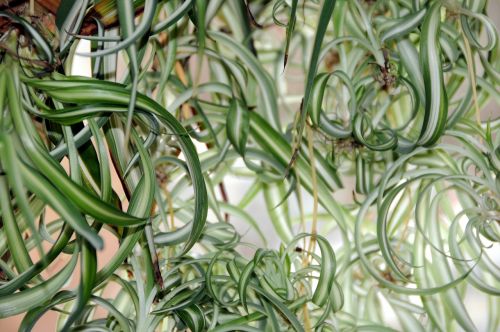 green lily plant houseplants