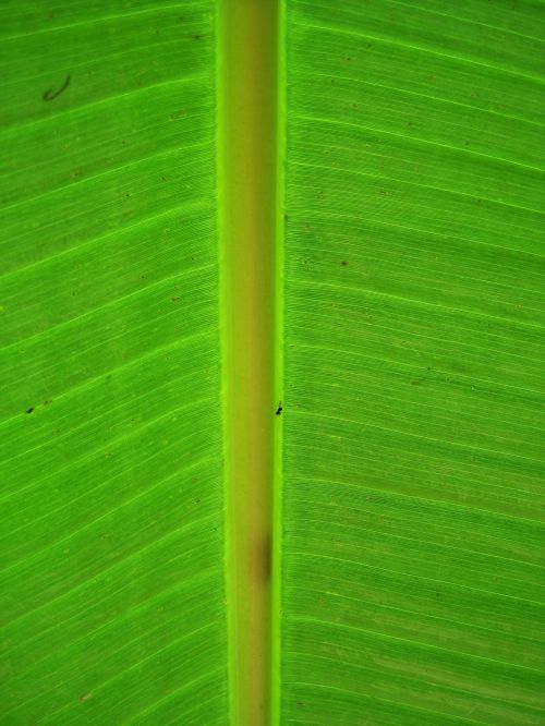 Green Lined Banana Leaf