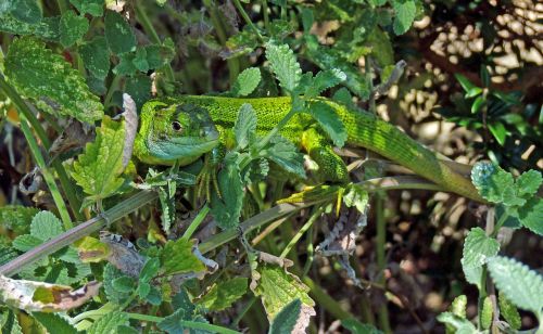green lizard reptile green