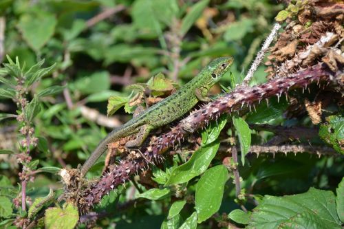 green lizard lacerta bilineata and viridis jersey lizard