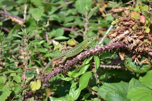 green lizard lacerta bilineata and viridis jersey lizard