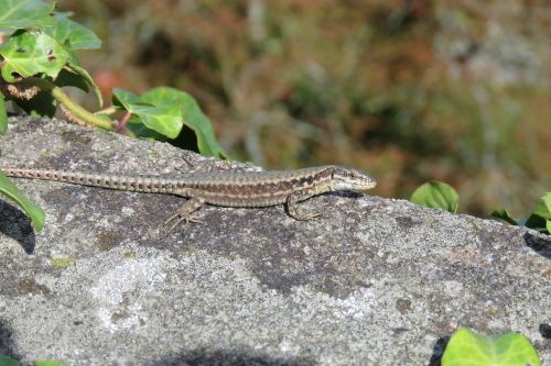 green lizard brittany reptile