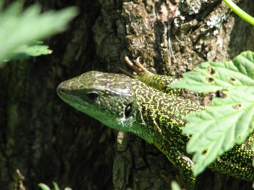 green lizard reptile lizard