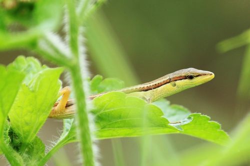 green lizard lizard reptiles