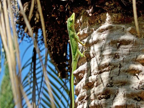 green lizard palm tree nature