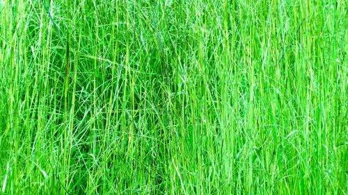 Green Long Grass Background
