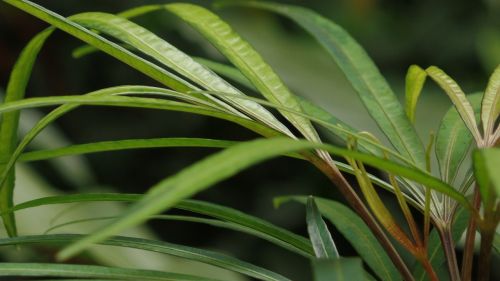 green long leave garden green