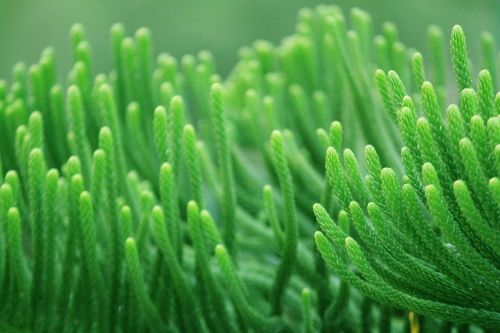 Green Long Leaves Background