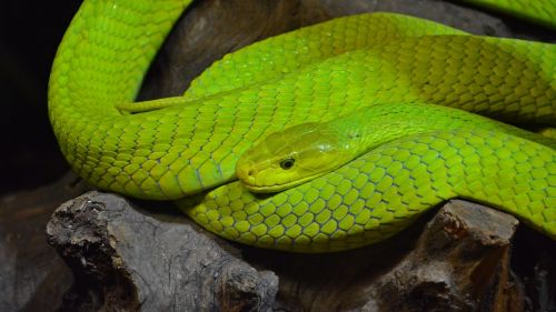 green mamba snake mamba
