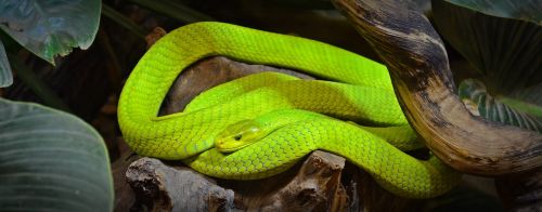 green mamba snake mamba