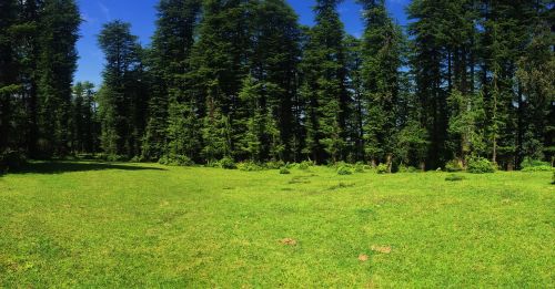 meadow trees green