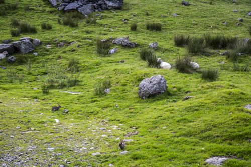 Green Meadow