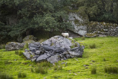 Green Meadow