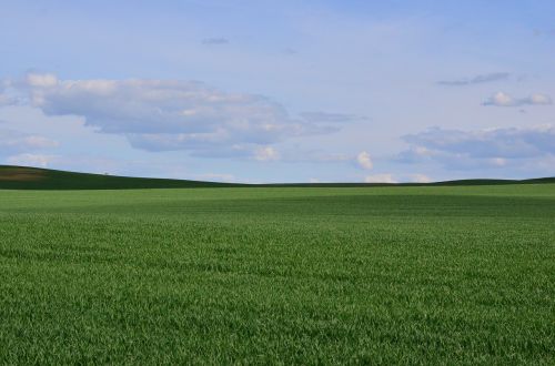 green meadow grass summer