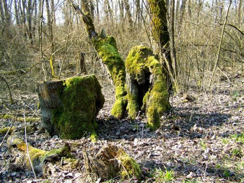 green moss forest nature