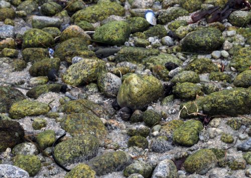 Green Mossy Rocks