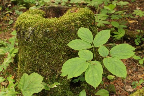 Green Mossy Tree Stump