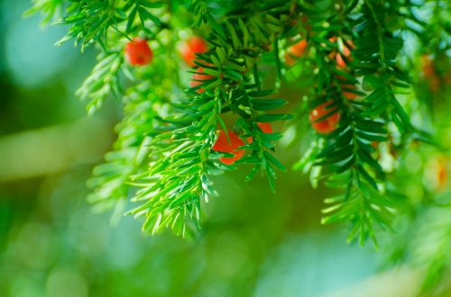 Green Needles Branch