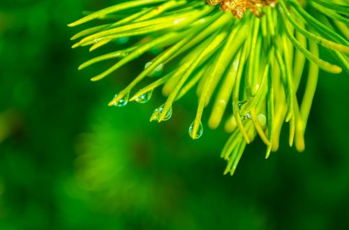 Green Needles With Water Drops