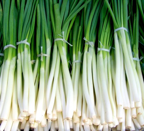 green onion spring onions vegetables