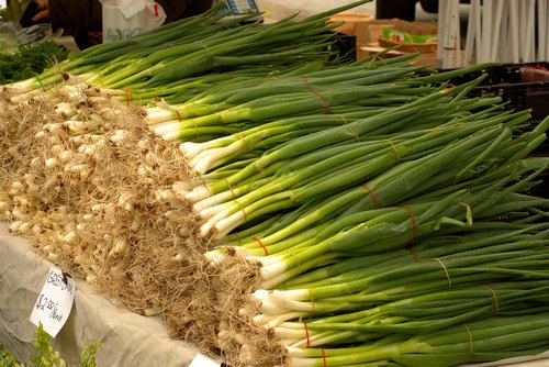 green onion bunches  harvested onions  fresh onions