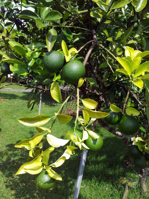 Green Orange On The Tree