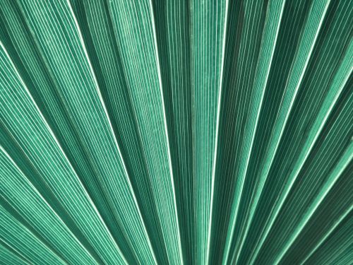 Green Palm Leaf Detail