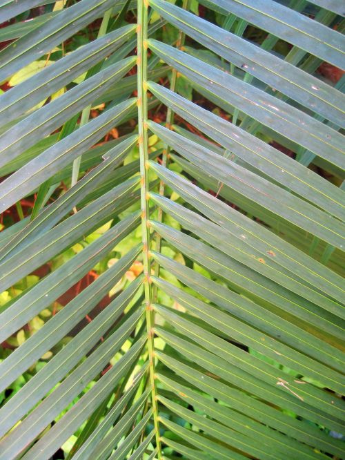 Green Palm Leaf