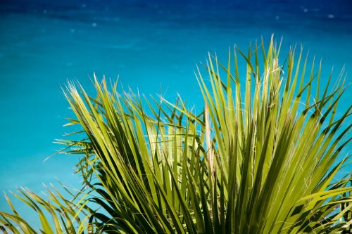 Green Palm Leaves And Sea