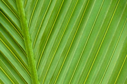 Green Palm Tree Leaf