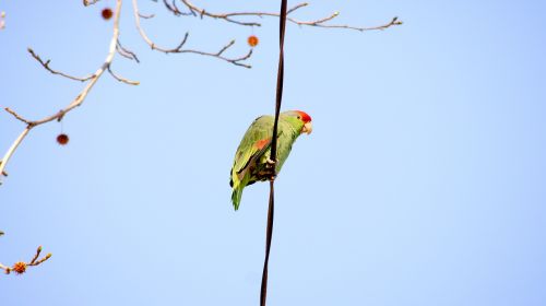 green parrot parrot on a wire