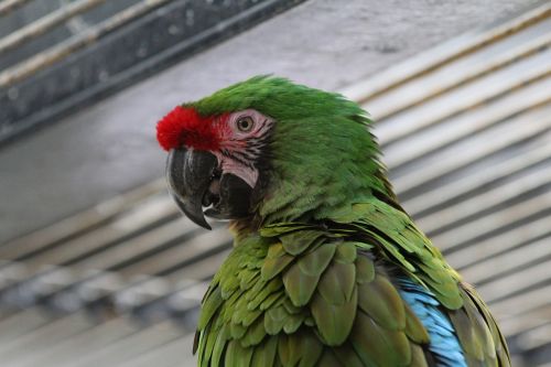 green parrot bird zoo