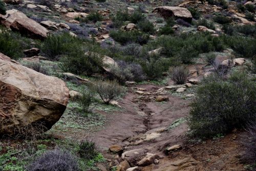 Green Patches Rocky Path