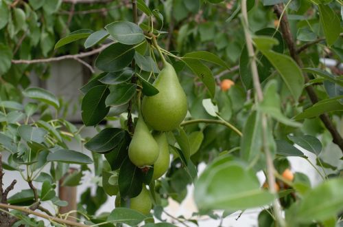 green pears fruits gardening