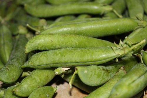 green peas pea cultivation