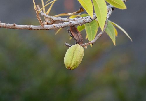 Green Pecan Nut