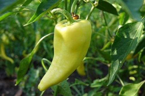 green pepper garden organic