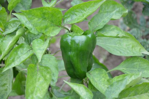 green pepper vegetables green leaves