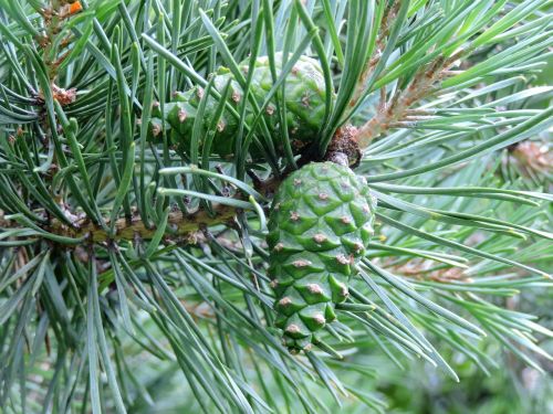 green pine cones pine needles green